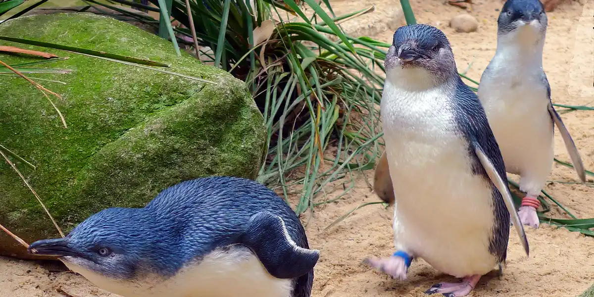 טיול מאורגן לאוסטרליה